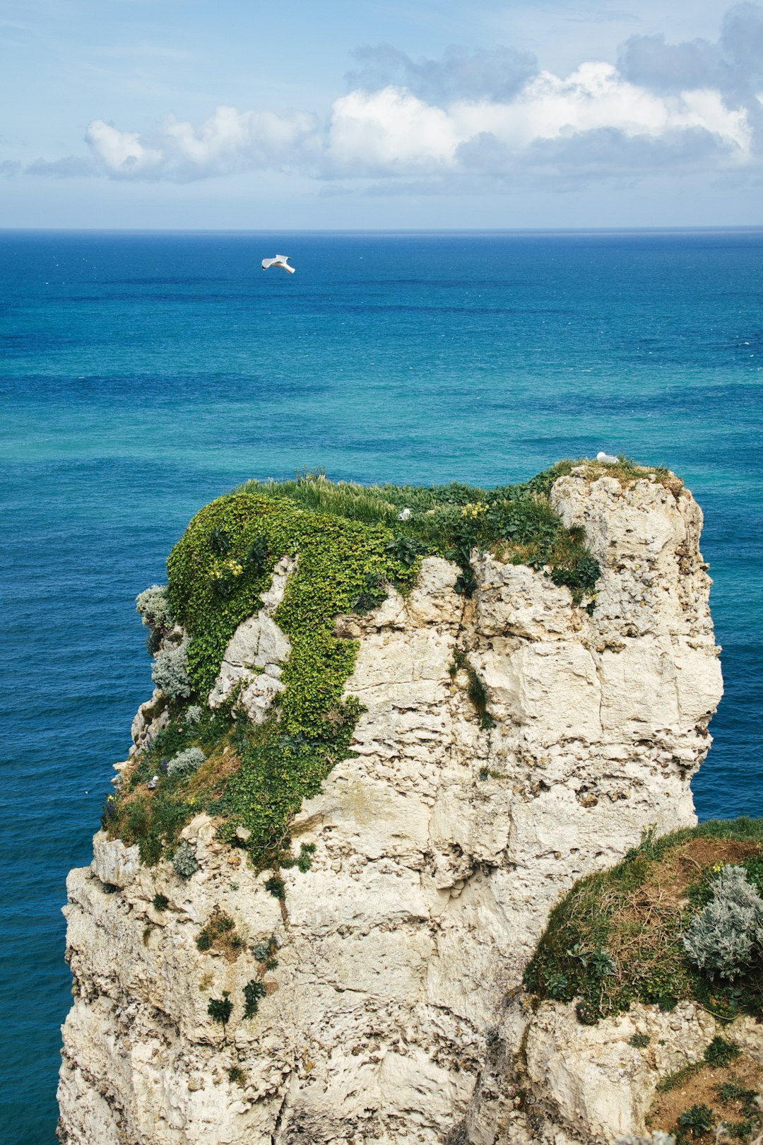 white bird flying over the cliff by the sea during daytime