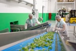 Two workers dressed in protective clothing are inspecting and sorting green leafy vegetables on a blue conveyor belt inside a factory setting. The environment is clean with green and white walls, and there are pieces of industrial equipment and yellow forklifts in the background.