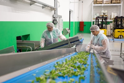 Two workers dressed in protective clothing are inspecting and sorting green leafy vegetables on a blue conveyor belt inside a factory setting. The environment is clean with green and white walls, and there are pieces of industrial equipment and yellow forklifts in the background.