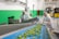 Two workers dressed in protective clothing are inspecting and sorting green leafy vegetables on a blue conveyor belt inside a factory setting. The environment is clean with green and white walls, and there are pieces of industrial equipment and yellow forklifts in the background.