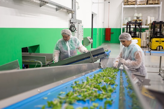 Two workers dressed in protective clothing are inspecting and sorting green leafy vegetables on a blue conveyor belt inside a factory setting. The environment is clean with green and white walls, and there are pieces of industrial equipment and yellow forklifts in the background.
