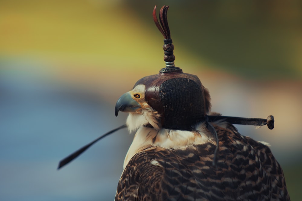 クローズアップ写真の白と黒の鳥