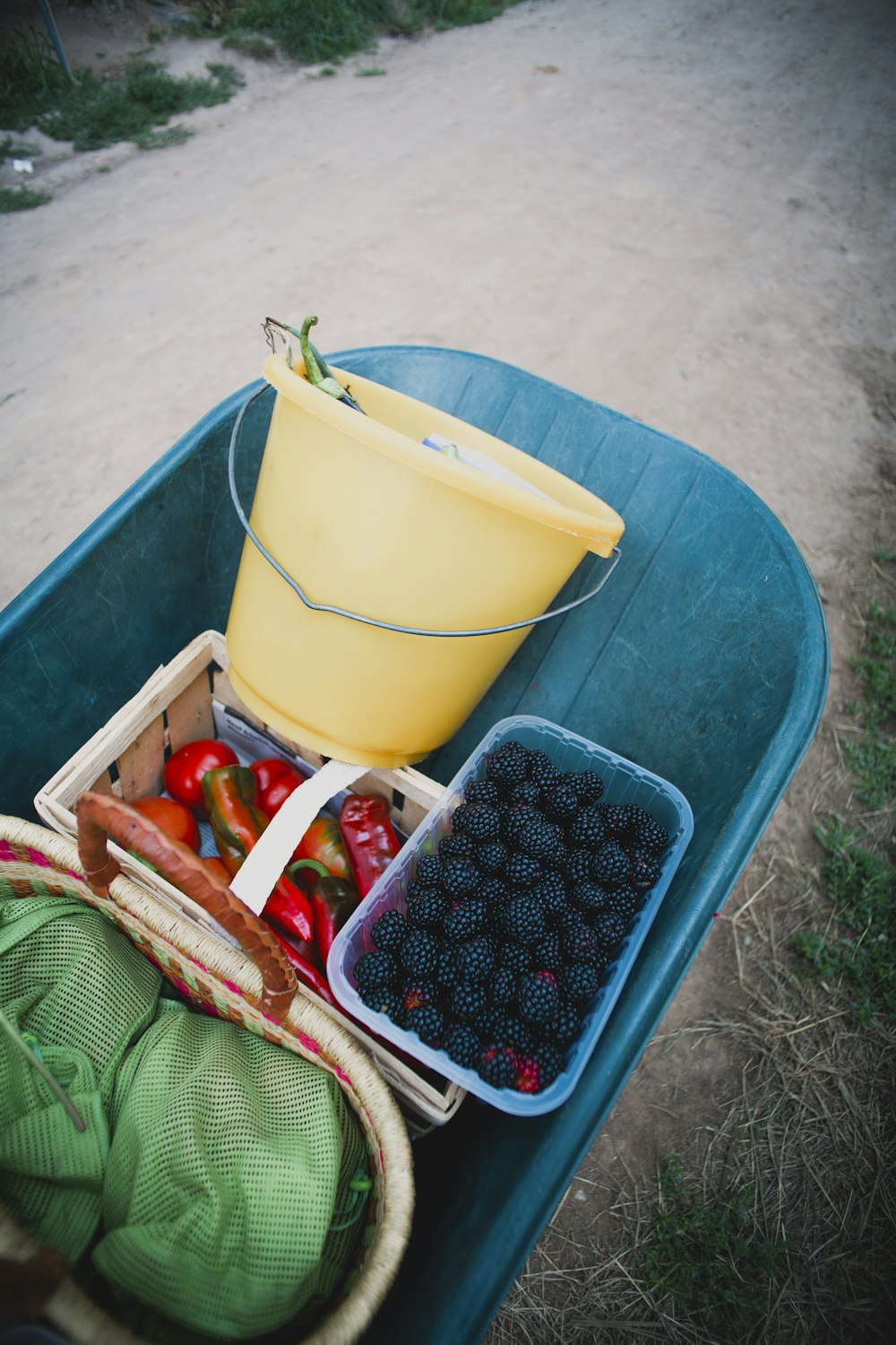 blue plastic container with red and white fruits