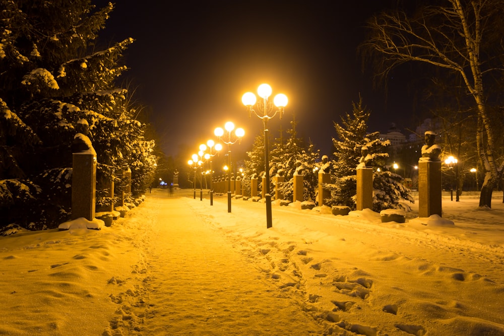 snow covered field with trees during night time