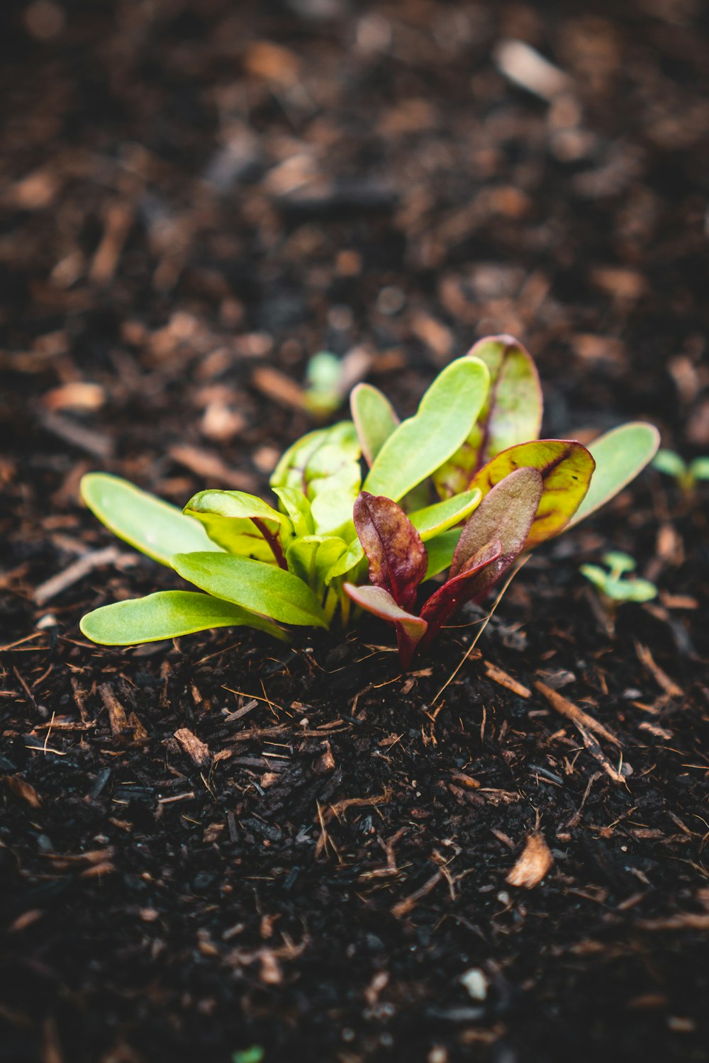 green plant on brown soil