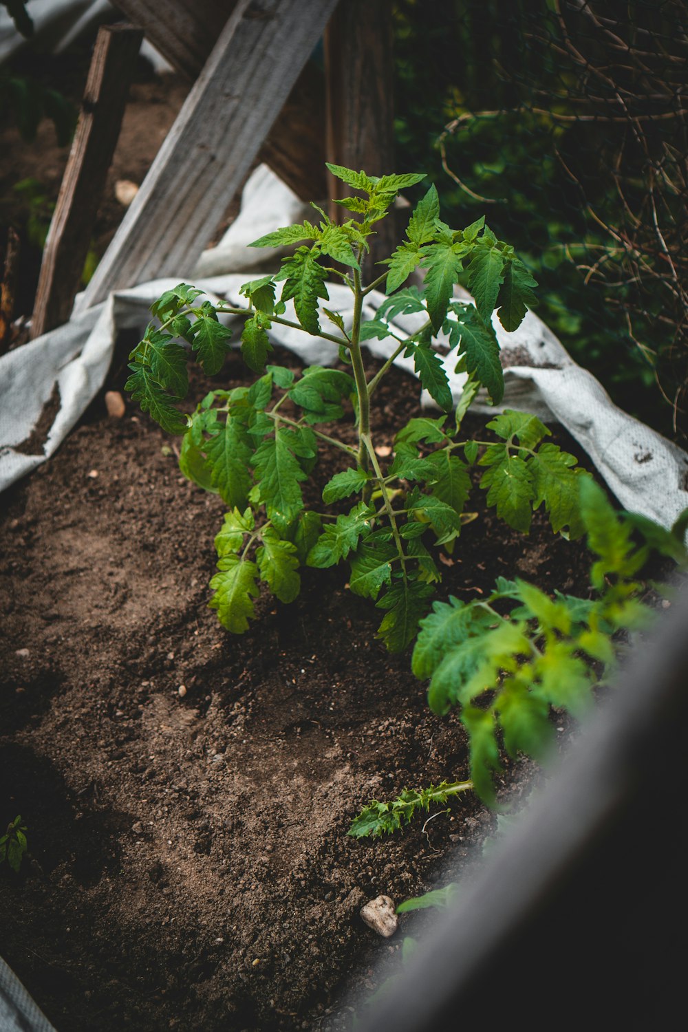 green plant on brown soil