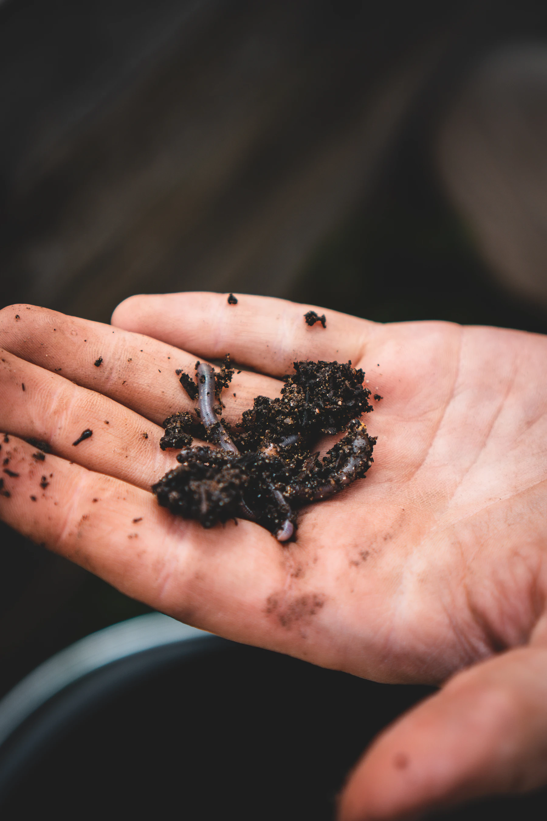 A worm in a pinch of dark crumbs on an open palm