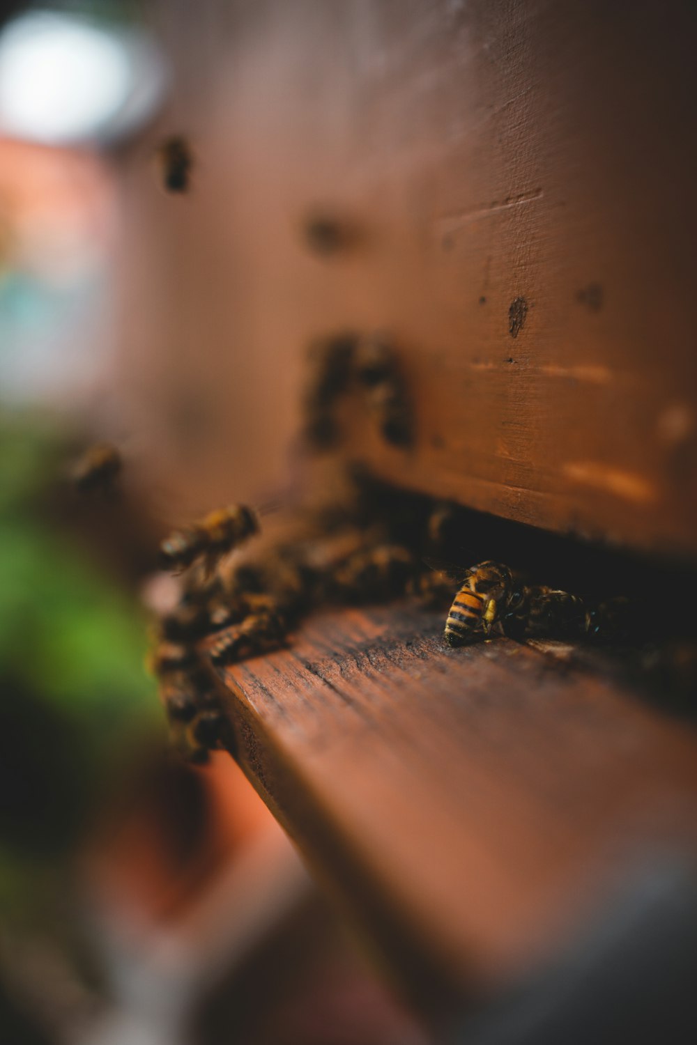 black and yellow bee on brown wooden plank