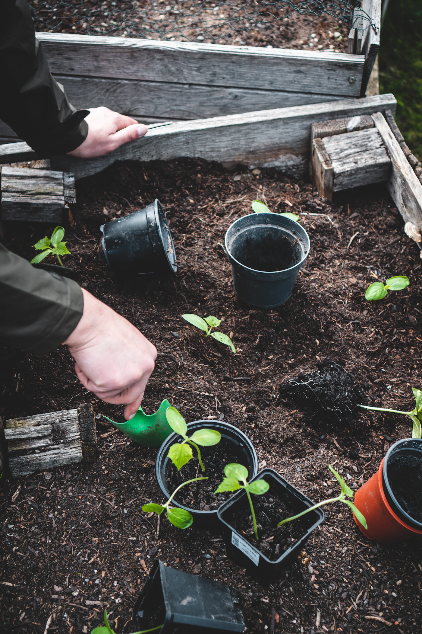 Spring Tree Planting Day photo 1