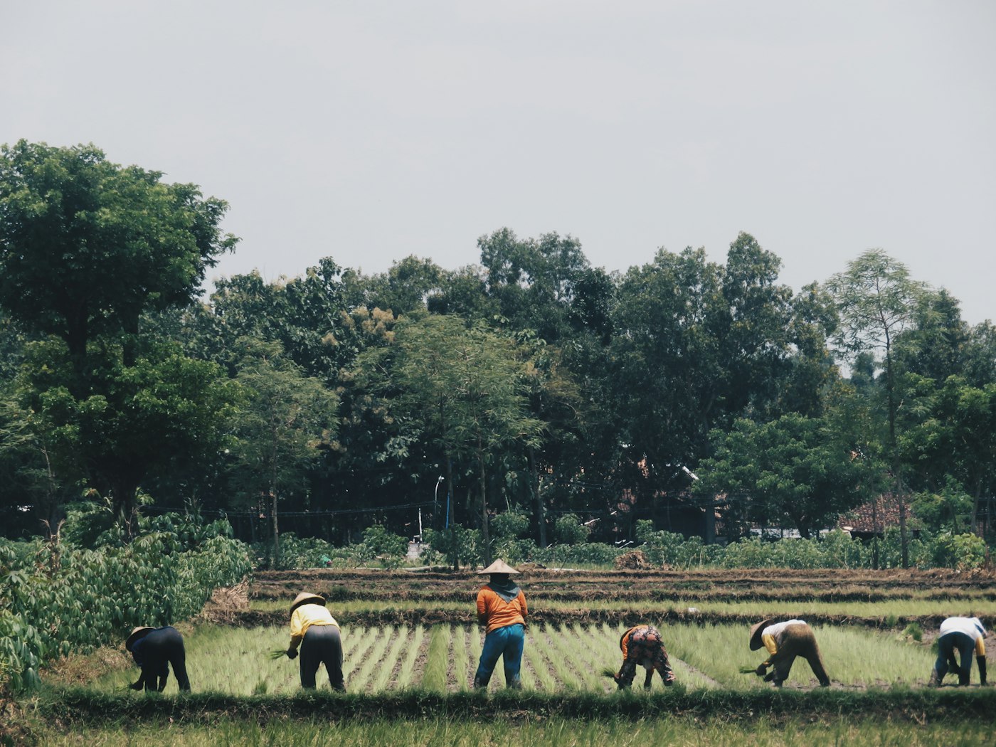 Farmers working together in a green field