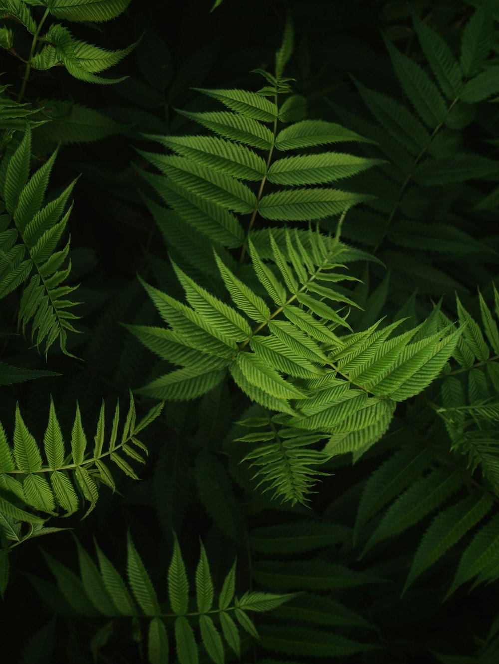 Planta de helecho verde en fotografía de primer plano