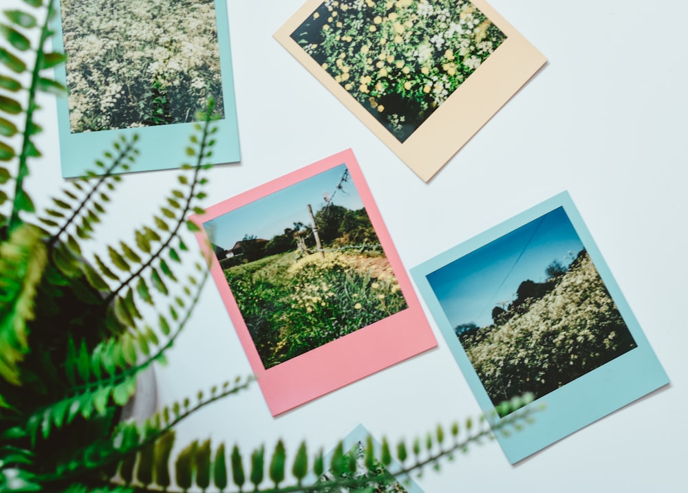 Photos en film Polaroid à côté d’une plante