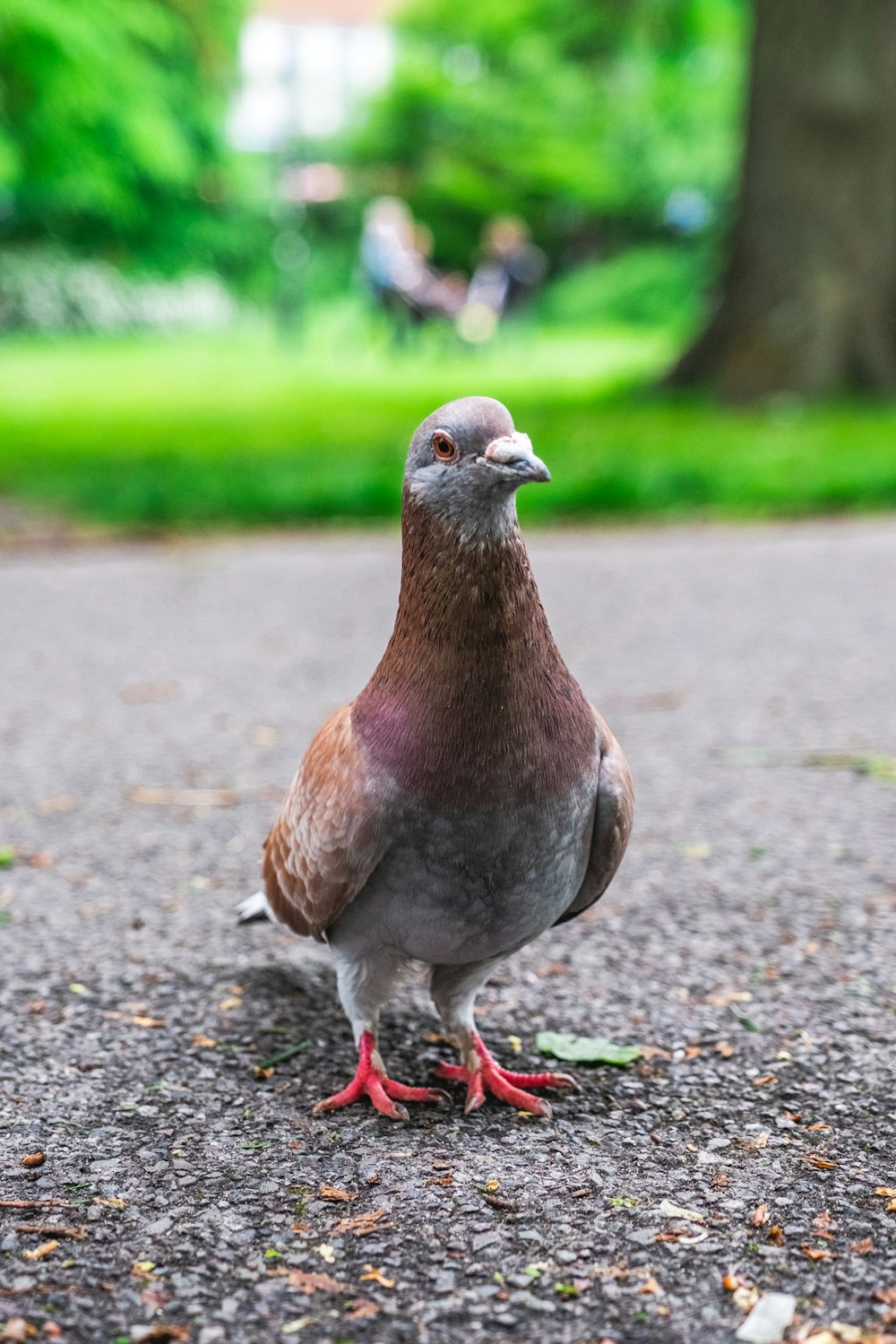 brown and white bird on gray concrete floor during daytime