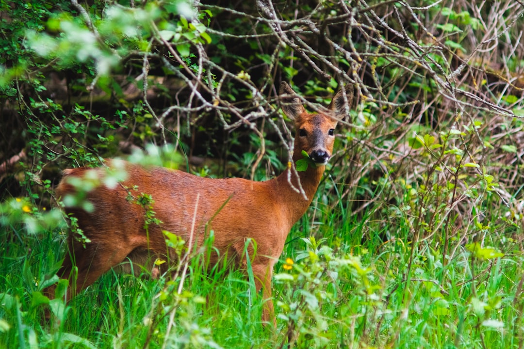 brown deer on green grass during daytime