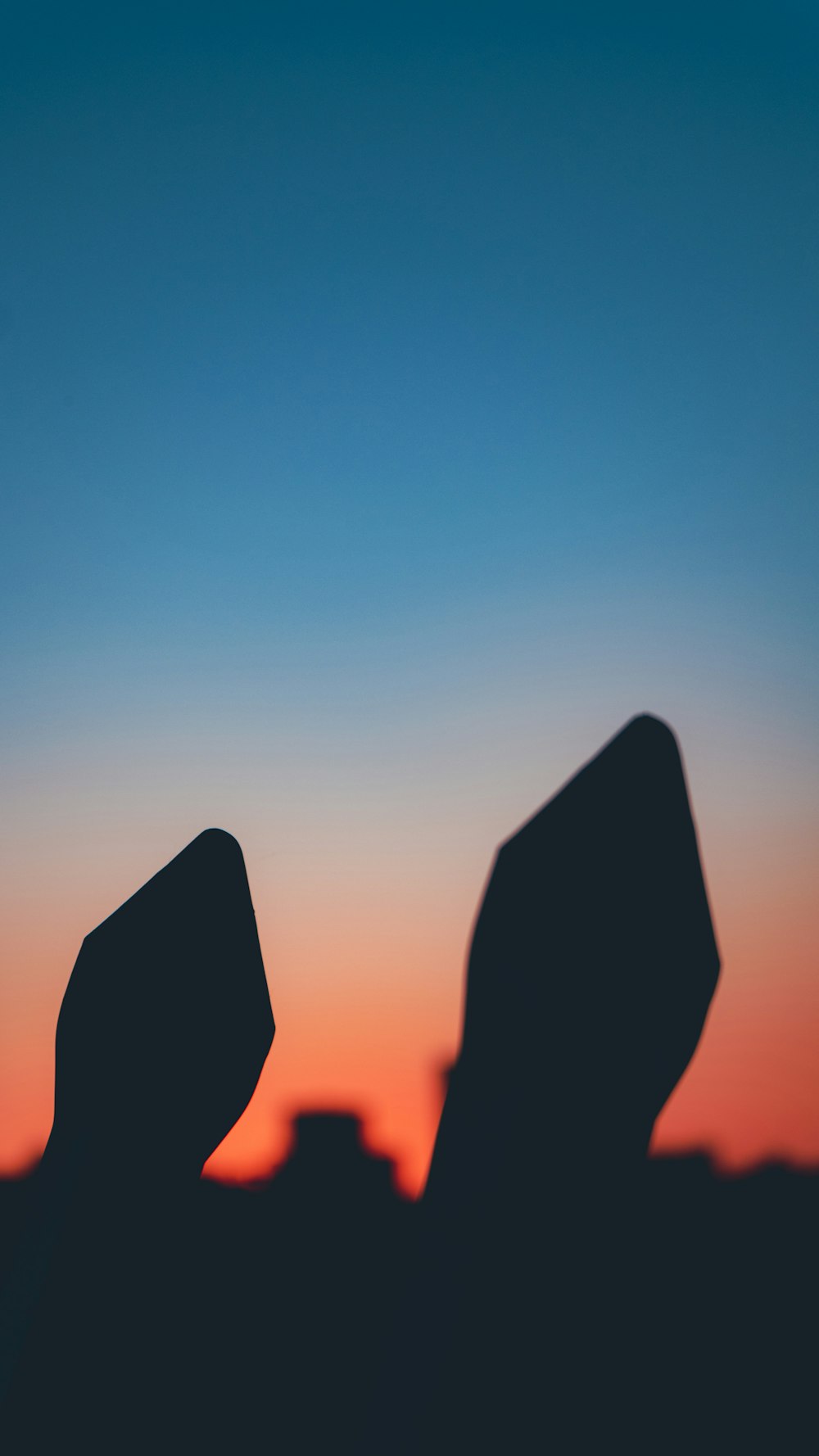 silhouette of trees during daytime