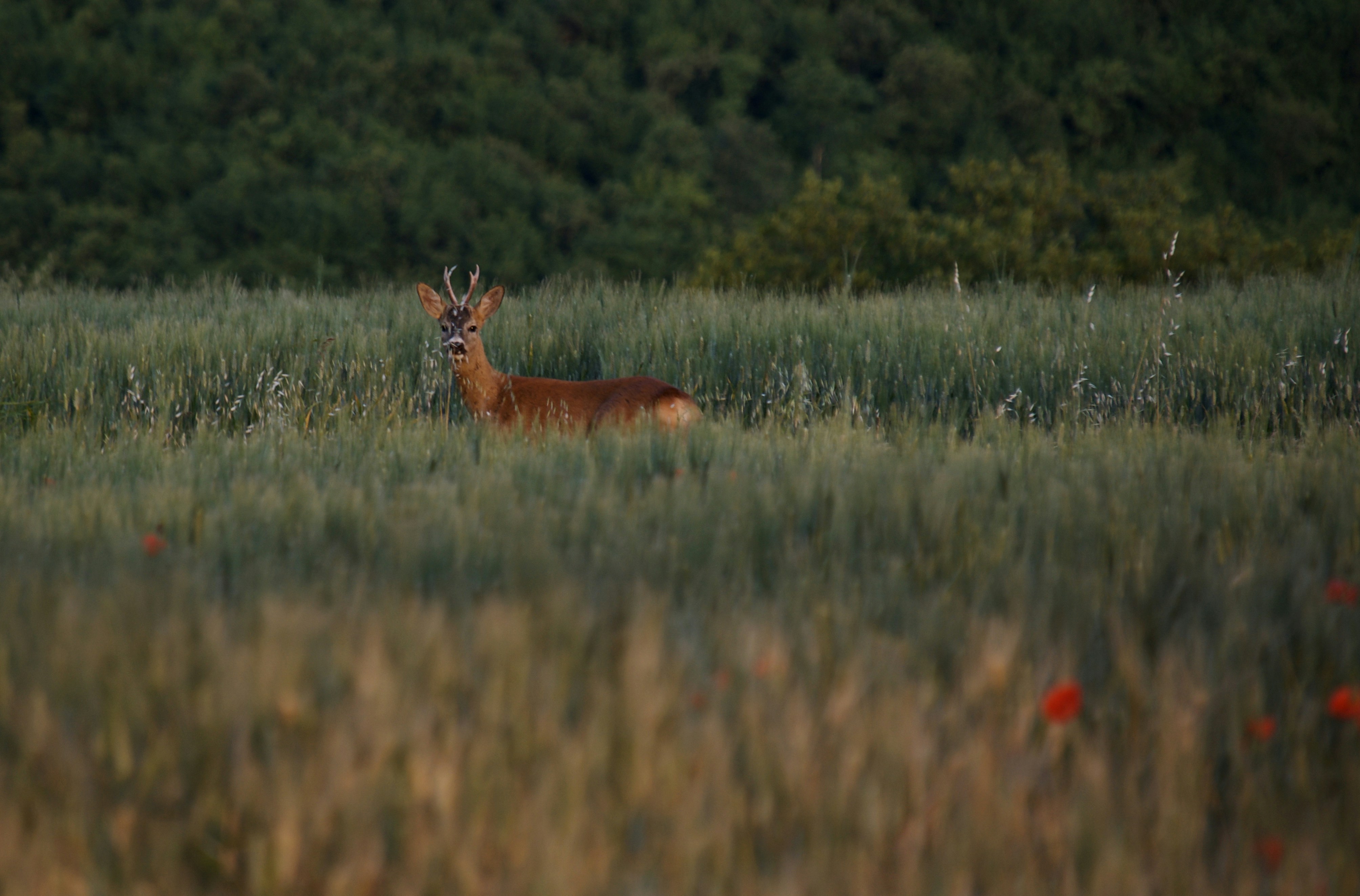 Photo by mariobeducci