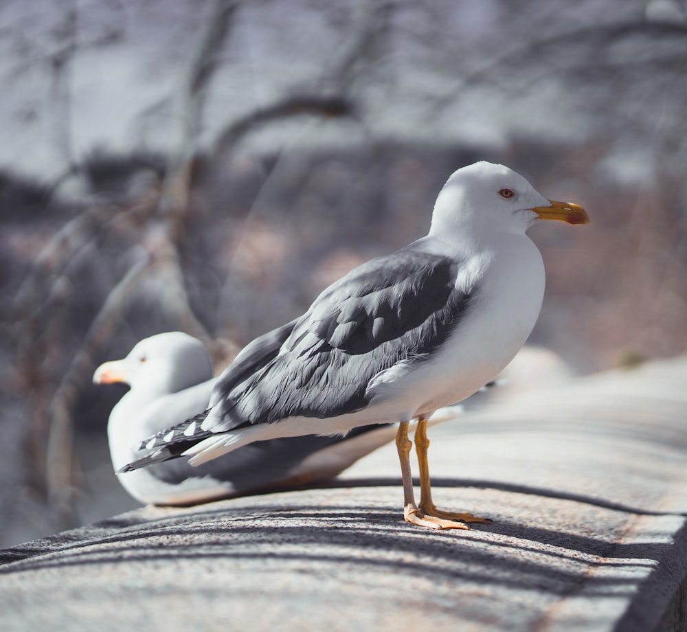 white and gray bird on gray concrete road during daytime