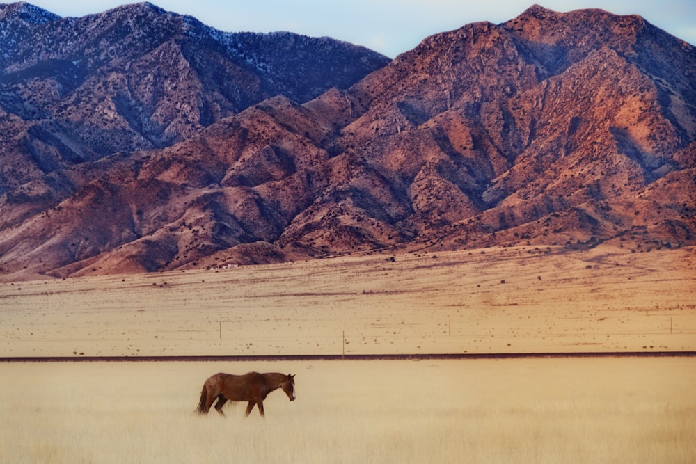 brown horse on brown field during daytime