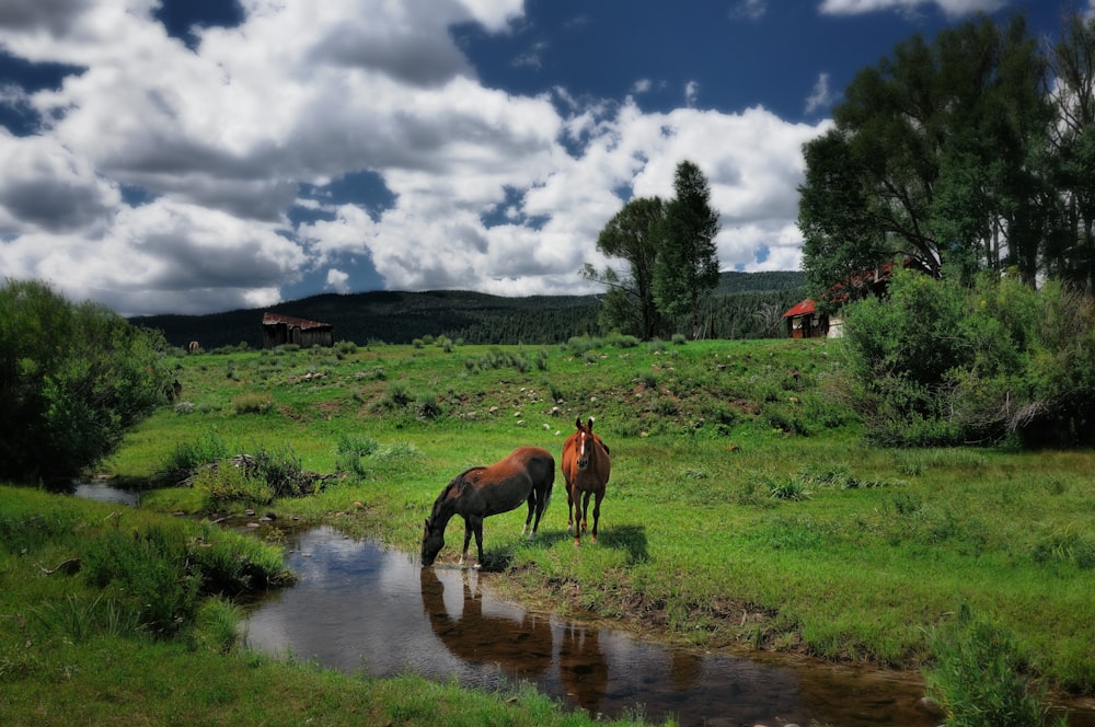 brown horse on green grass field near river during daytime