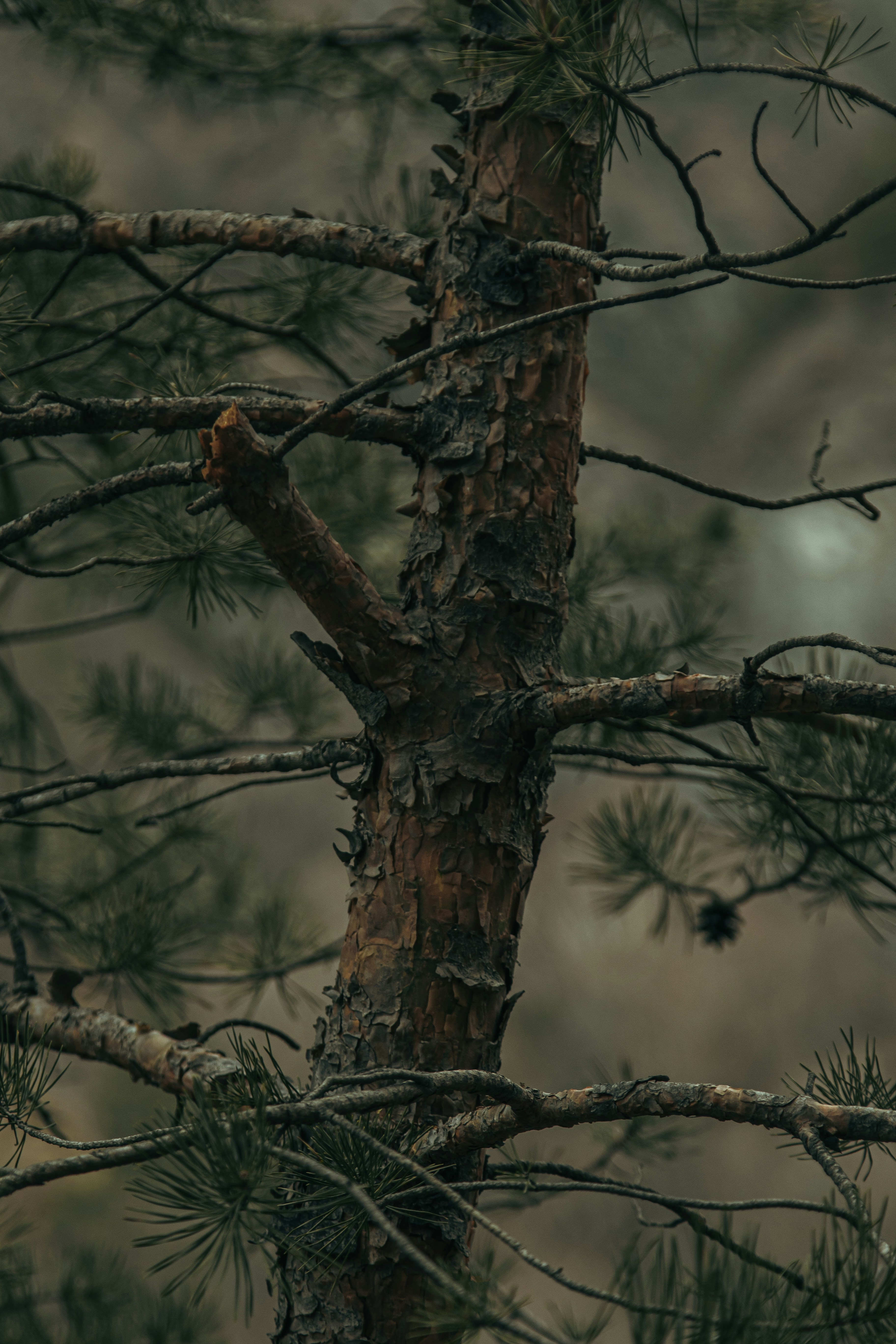 Photo by ramzdossari