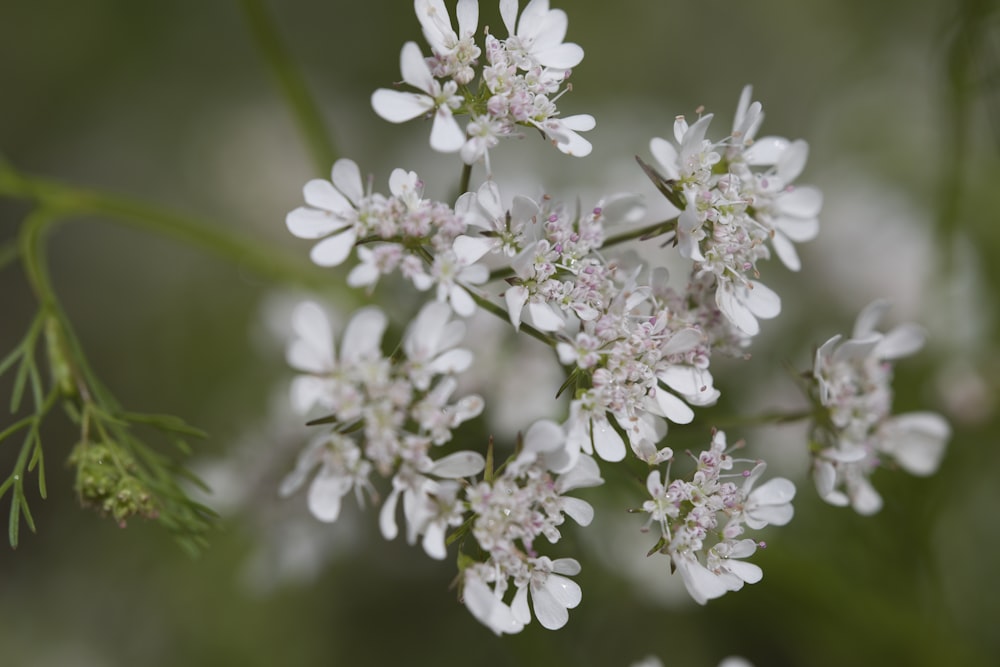 white flowers in tilt shift lens