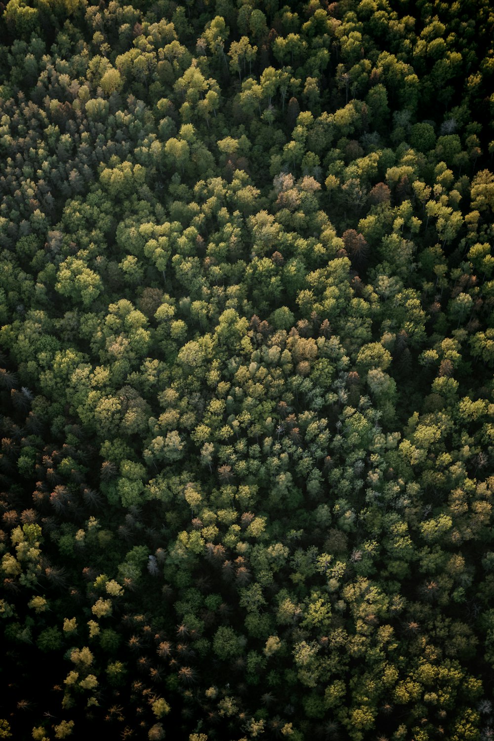 green trees during day time