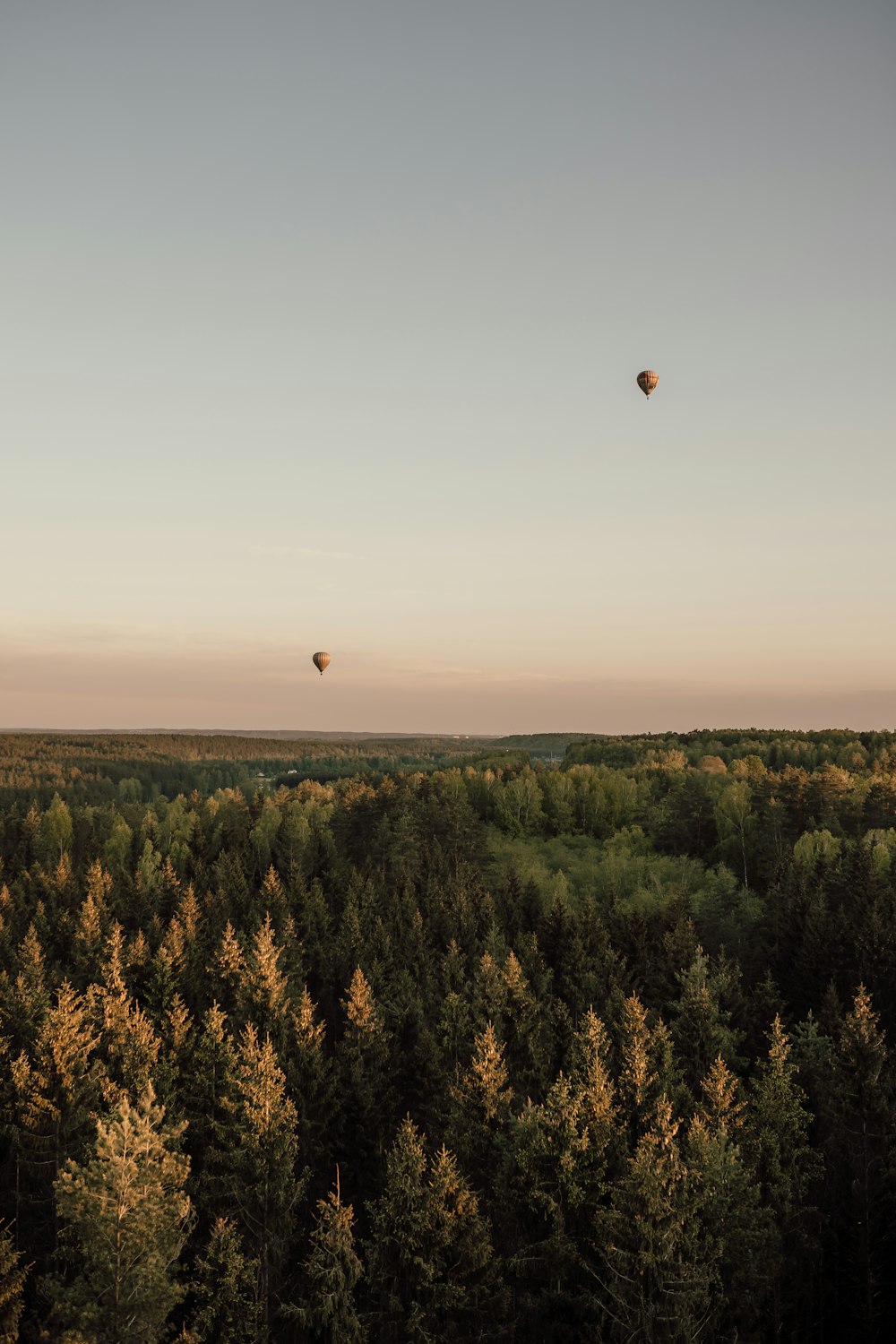 Arbres verts sous un ciel orangé au coucher du soleil