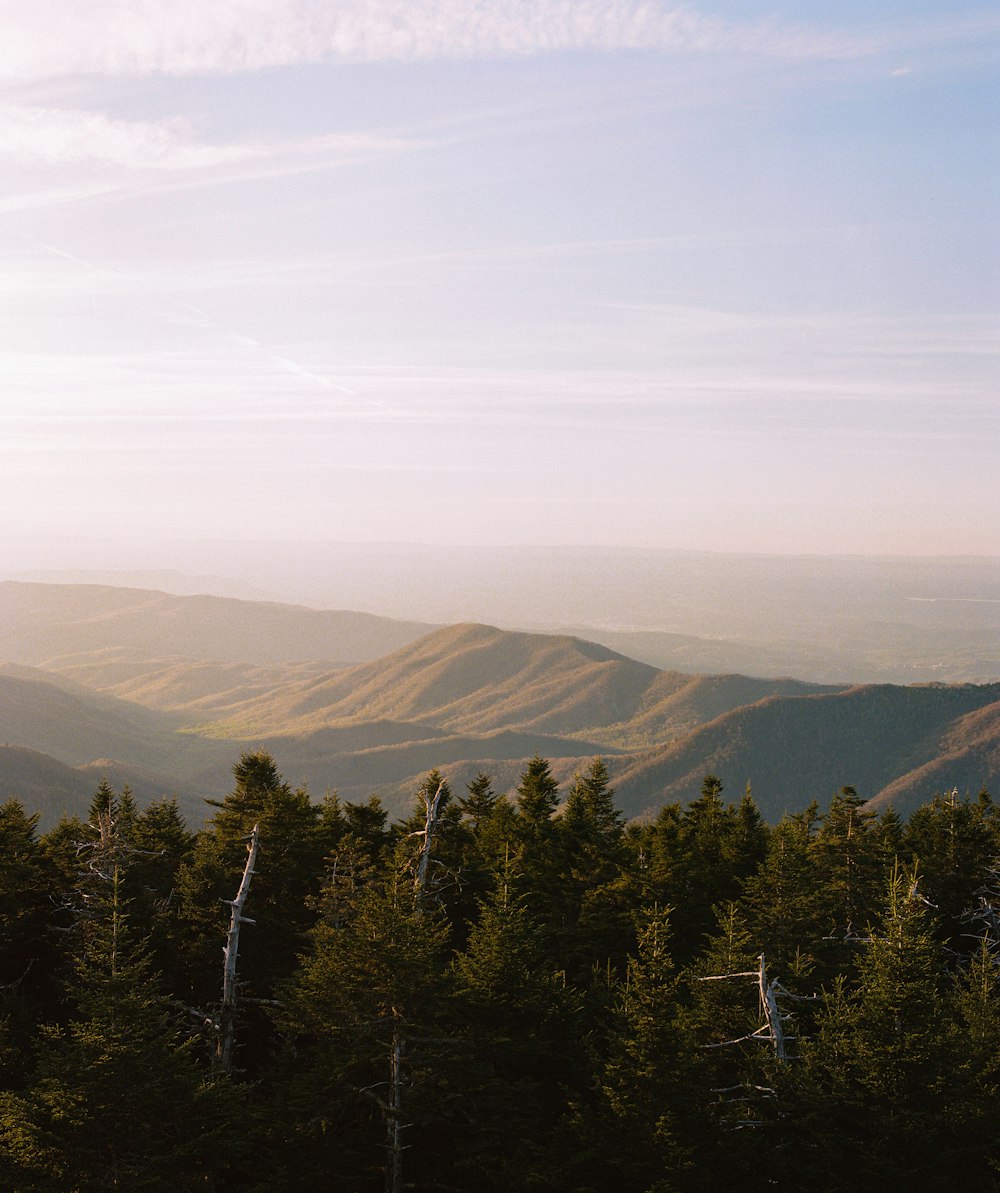 green trees on mountain under white clouds during daytime