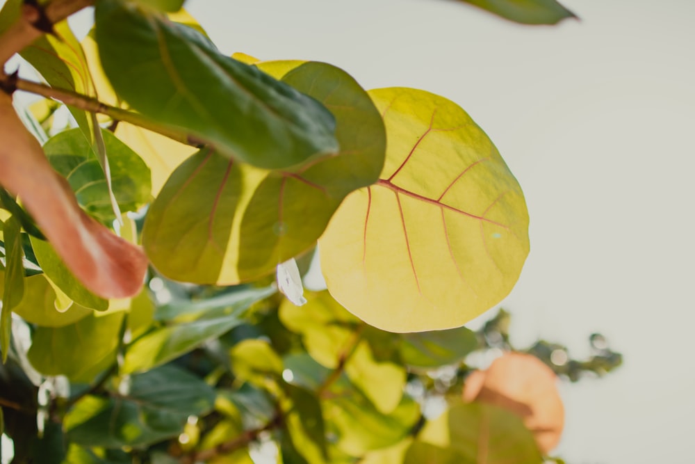 yellow and green leaves during daytime