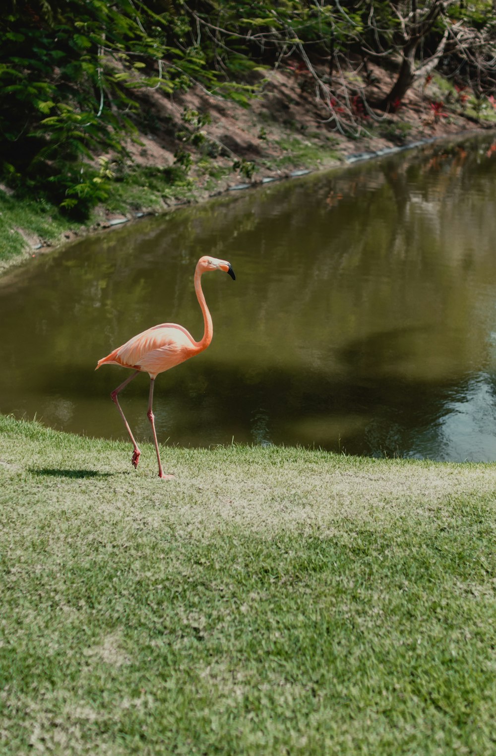 昼間、湖の近くの緑の芝生にピンクのフラミンゴ