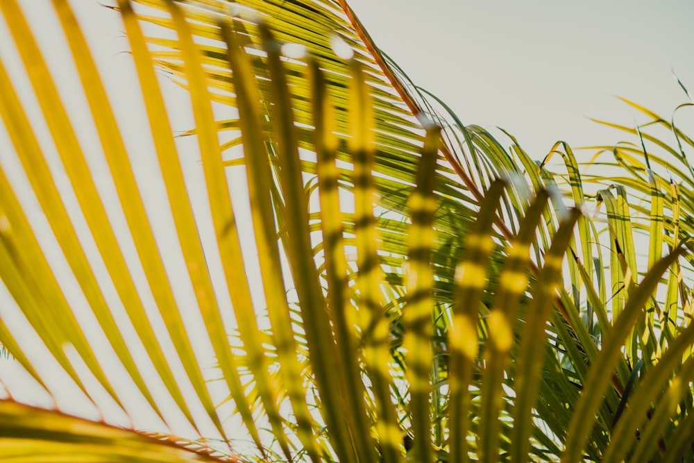 yellow and green palm tree