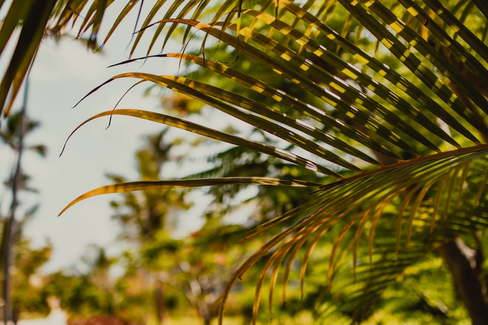 green palm tree during daytime