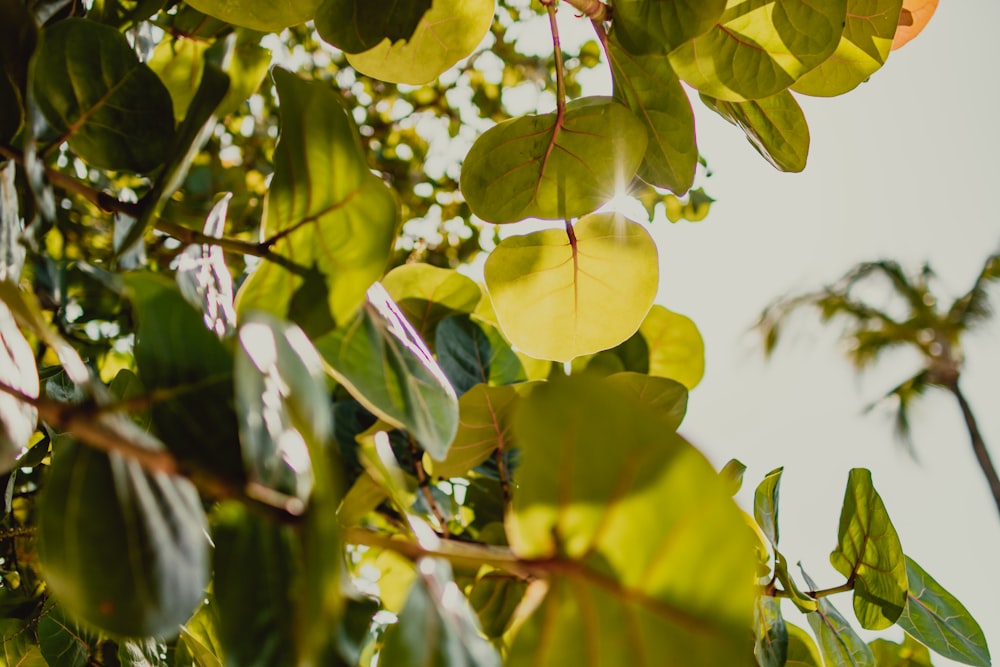 green leaves on tree branch during daytime