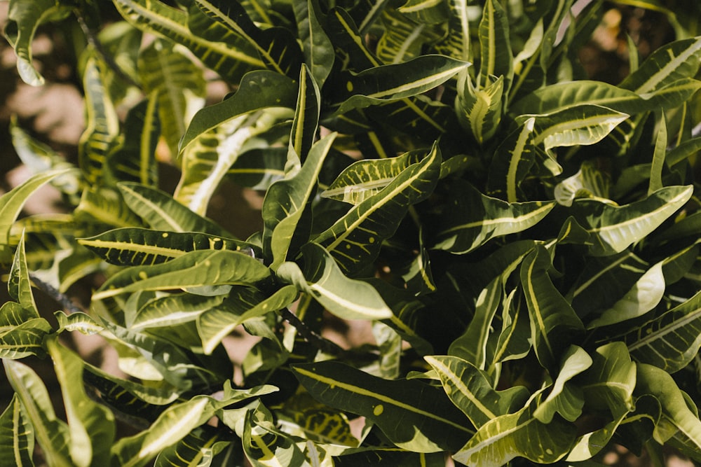 green leaves in close up photography