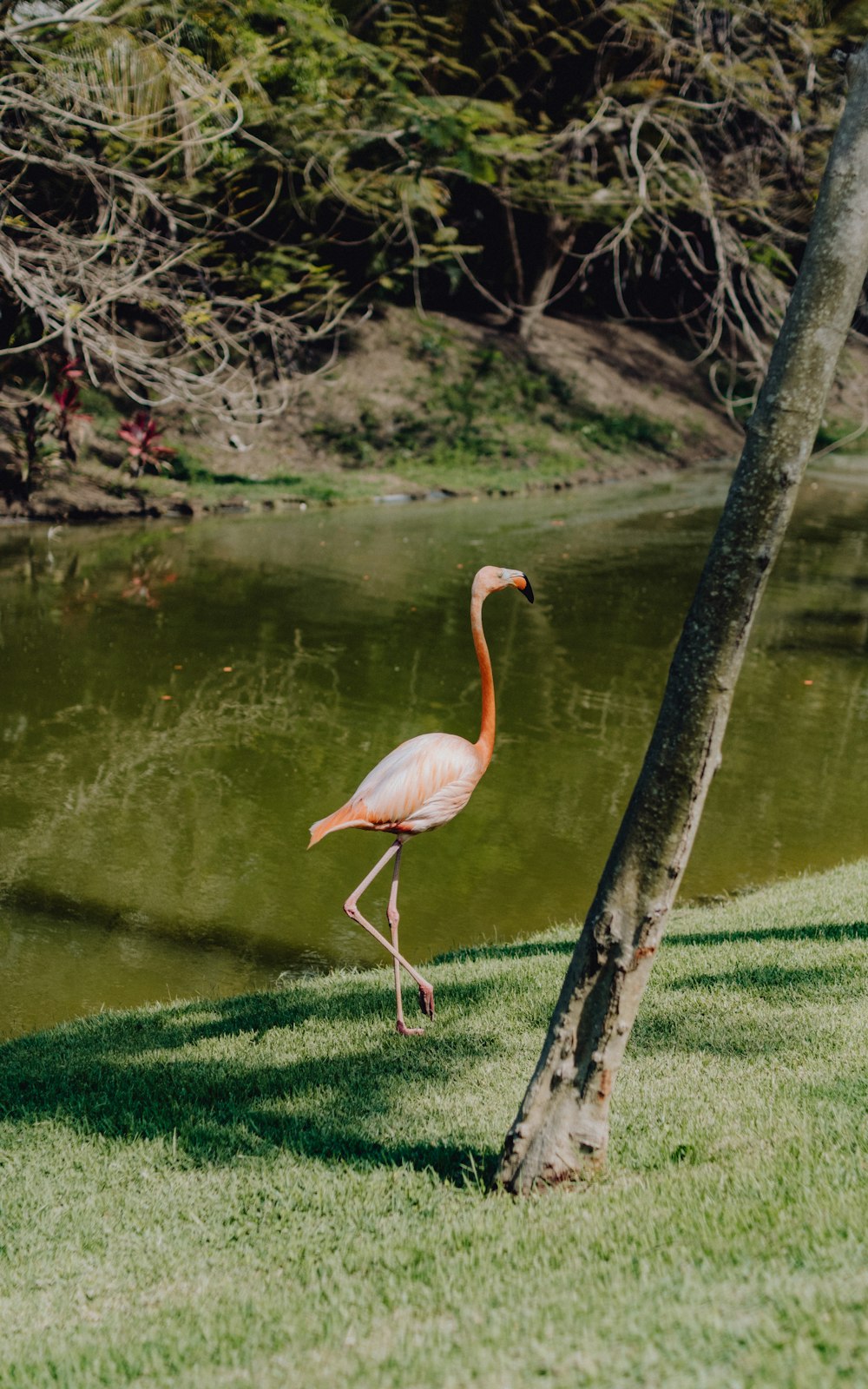 Flamenco rosado en hierba verde cerca del cuerpo de agua durante el día