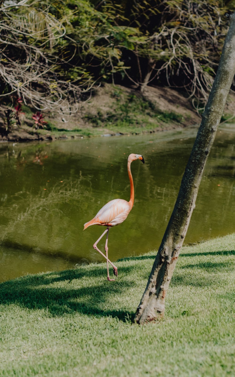 pink flamingo on green grass near body of water during daytime