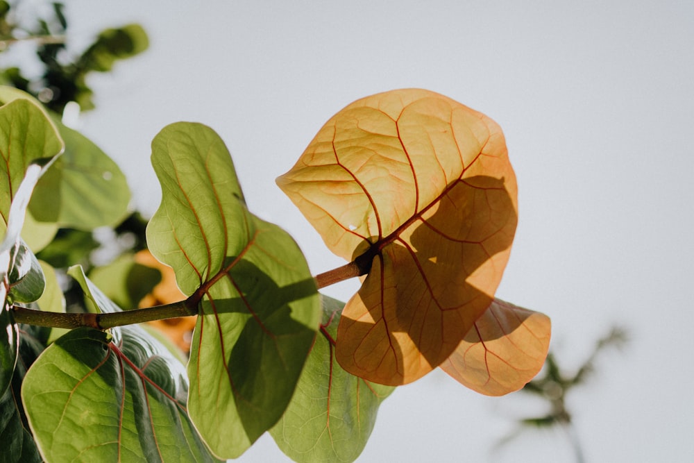 feuille jaune en gros plan