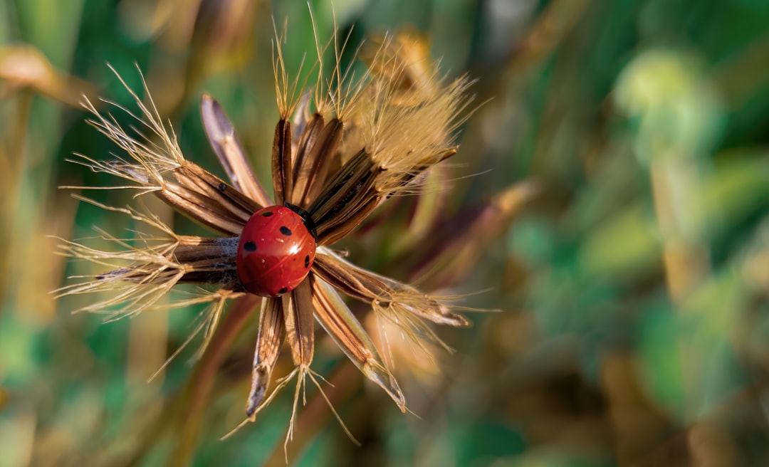 red ladybug perched on brown plant in close up photography during daytime