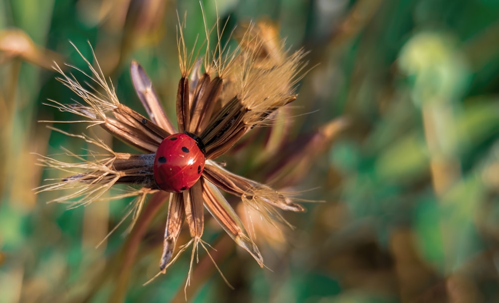 red ladybug perched on brown plant in close up photography during daytime