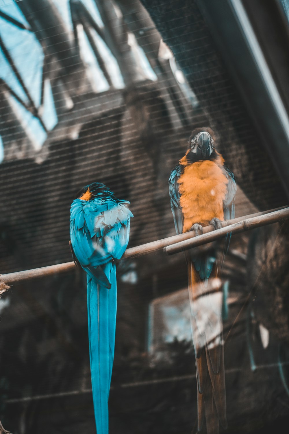 pássaros azuis e alaranjados na vara de madeira marrom