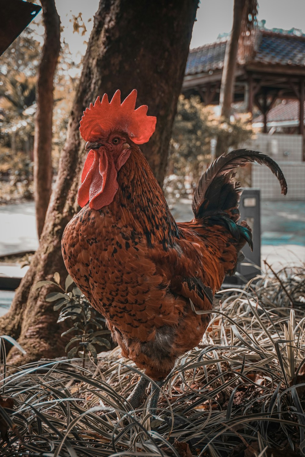 brown and black hen on brown grass