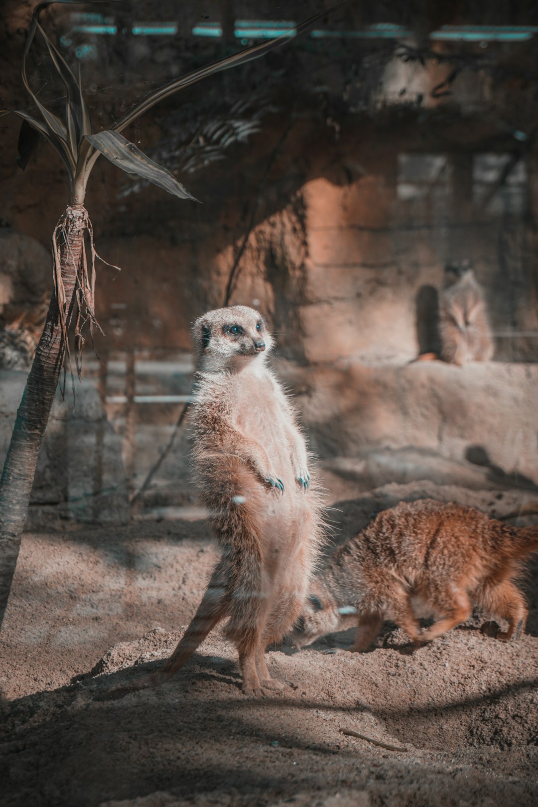 white and brown animal on brown soil