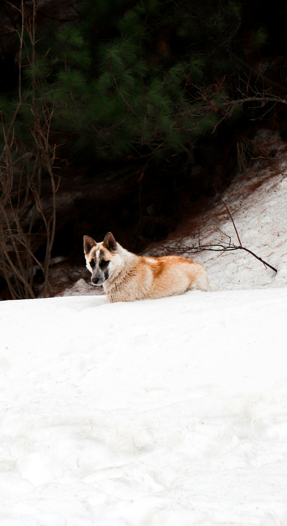 brown and white dog on snow covered ground