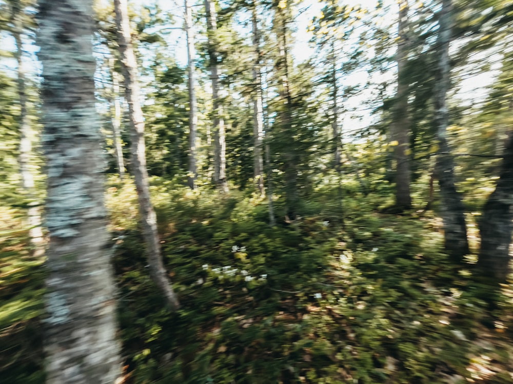 green trees and plants during daytime