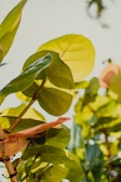 Large, bright green leaves with red veins bask in sunlight, surrounded by a few blurred branches and leaves in the background. The leaves vary in shades of green and display a lush, healthy appearance.