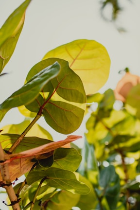 Large, bright green leaves with red veins bask in sunlight, surrounded by a few blurred branches and leaves in the background. The leaves vary in shades of green and display a lush, healthy appearance.
