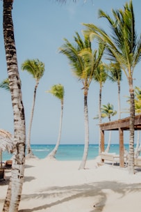 palm trees on beach during daytime
