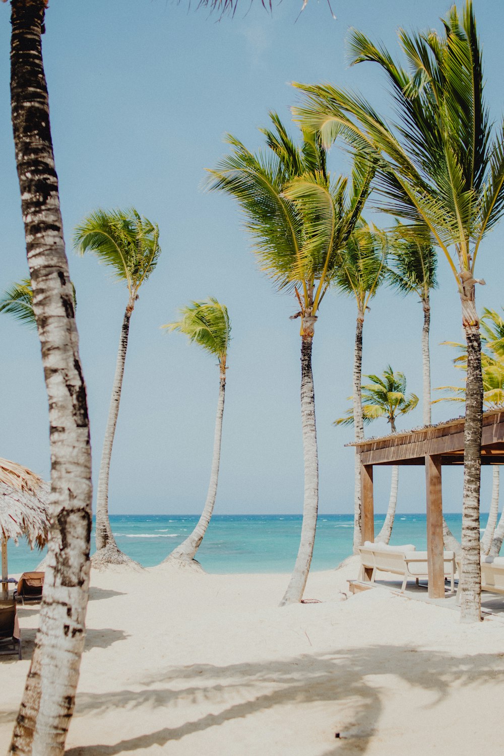 palm trees on beach during daytime