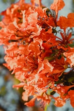 red flowers in tilt shift lens