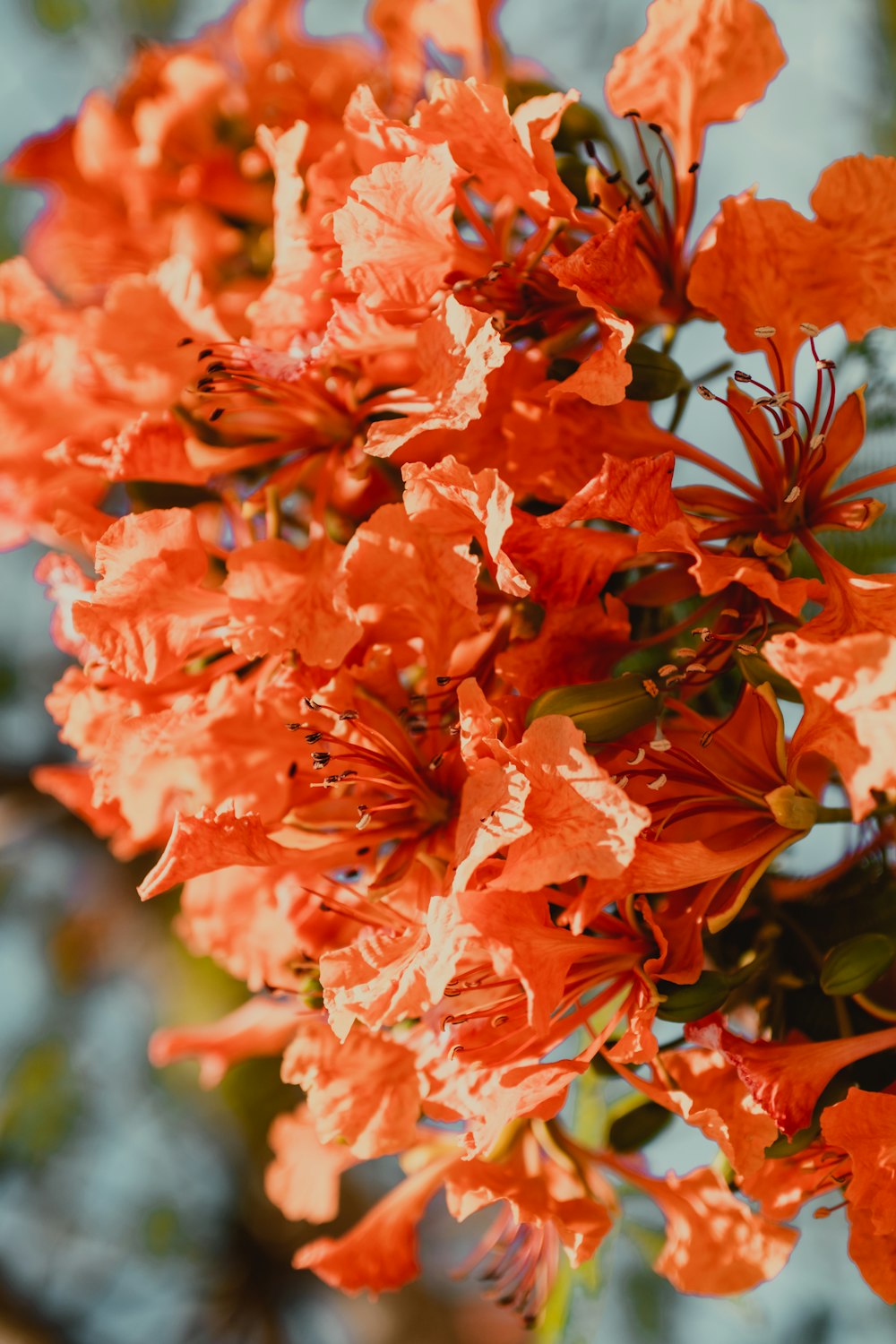 red flowers in tilt shift lens